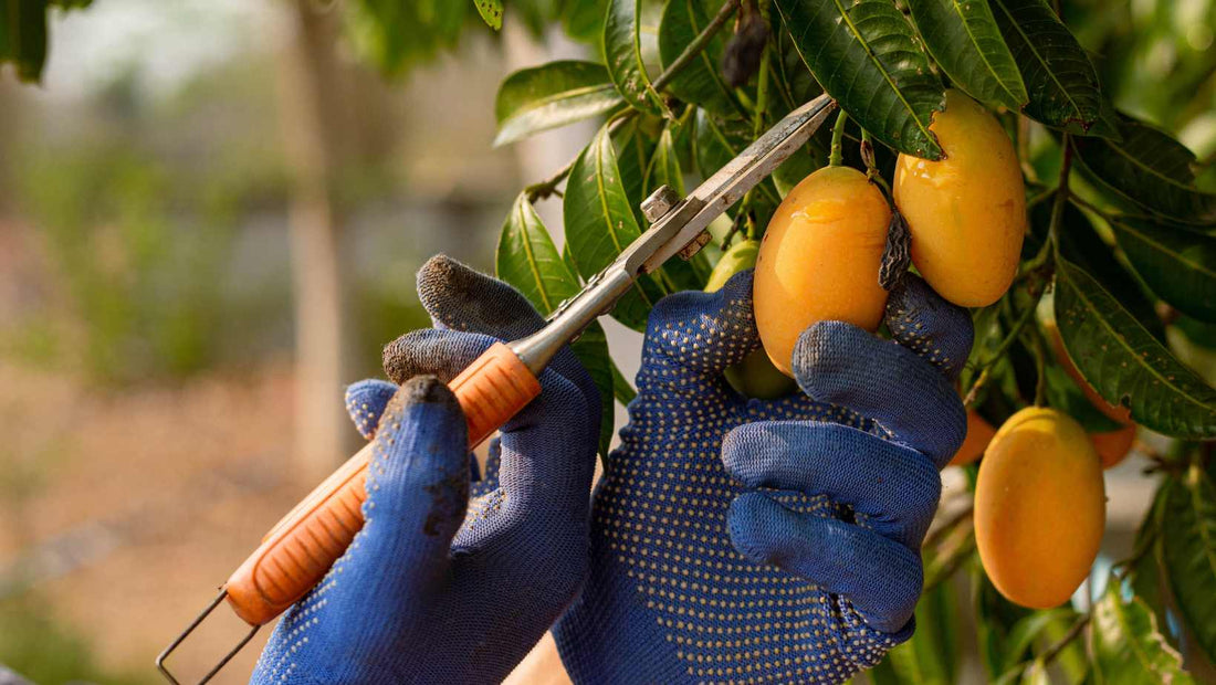 Fruit Fly Infestation in Mangoes: A Major Challenge for Indian Farmers