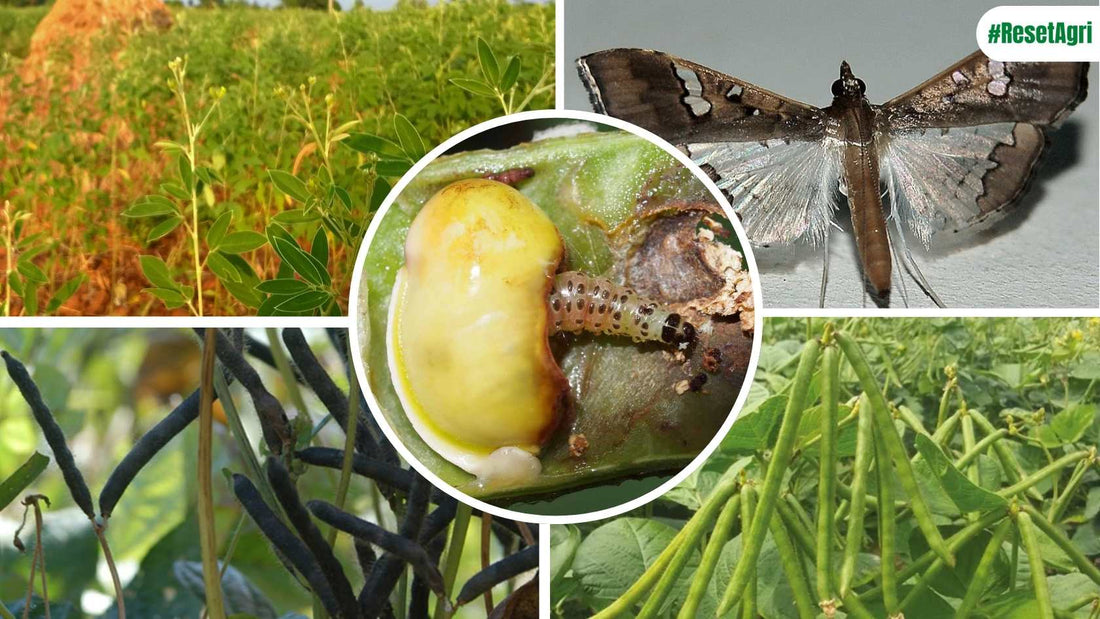 Battling the Bean Bandit: A Comprehensive Guide to Controlling Maruca Vitrata