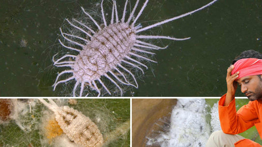 control of Mealybug