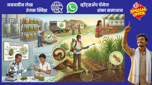 मेटारिझियम बुरशी खरच एक सर्वोत्तम कीटकनाशक आहे का?