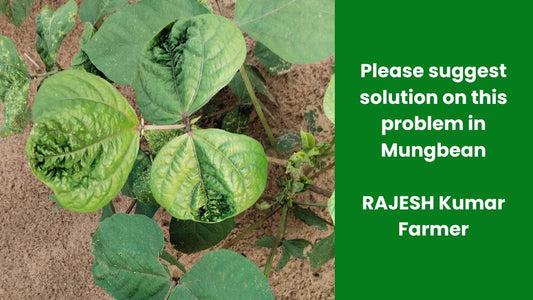 Probability of Virus spread in Mung bean through Aphids