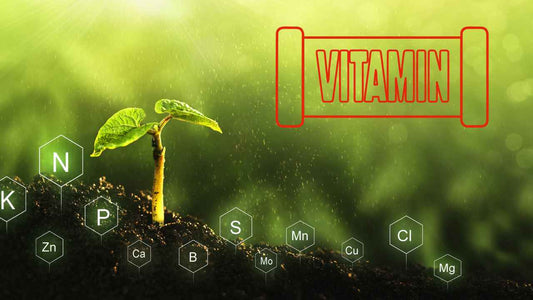 Importance of Vitamins in Agriculture: Enhancing Plant Nutrition for Improved Growth and Yield