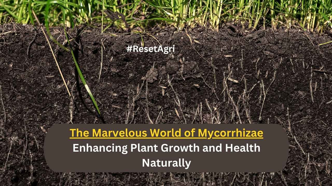 The Marvelous World of Mycorrhizae: Enhancing Plant Growth and Health Naturally