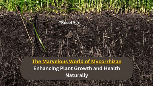 The Marvelous World of Mycorrhizae: Enhancing Plant Growth and Health Naturally