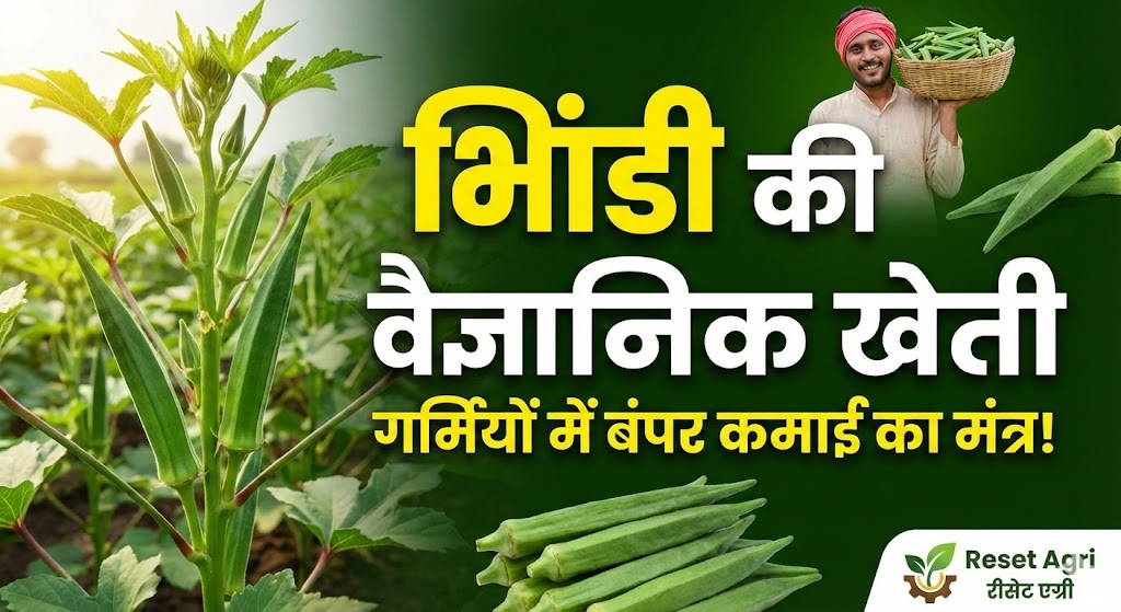 भिंडी की वैज्ञानिक खेती: गर्मियों में बंपर कमाई का मंत्र