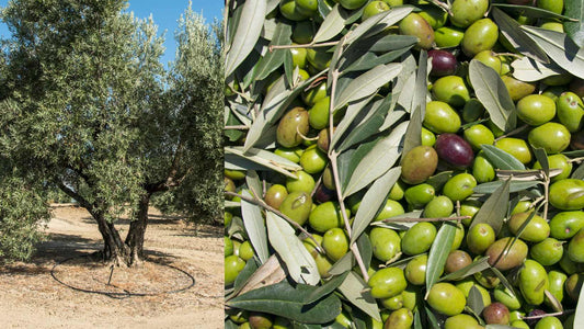olive farming in India