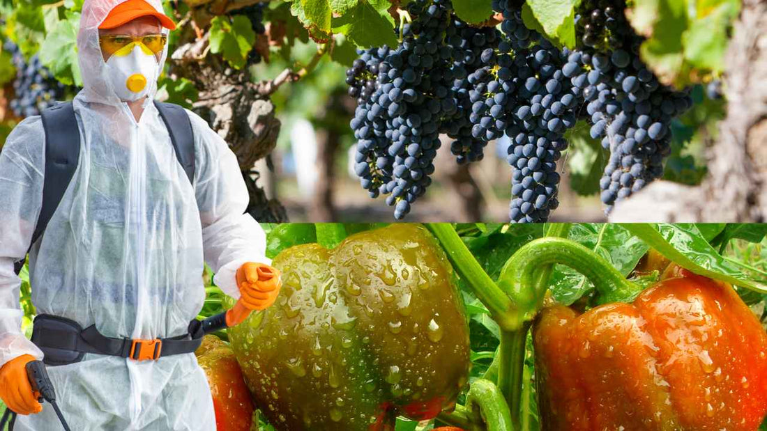 Fluopyram 17.7% w/w + Tebuconazole 17.7% w/w SC is a fungicide that can effectively control powdery mildew and anthracnose.