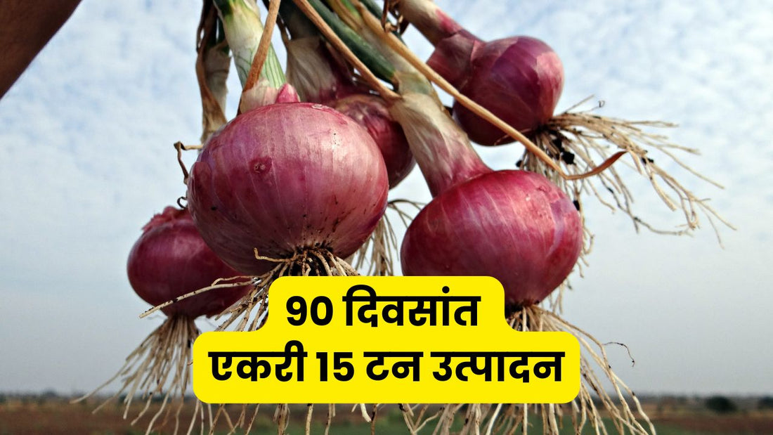खरीप (पावसाळी) कांदा लागवड: ९० दिवसांत एकरी १५ टन उत्पादनाचे संपूर्ण नियोजन