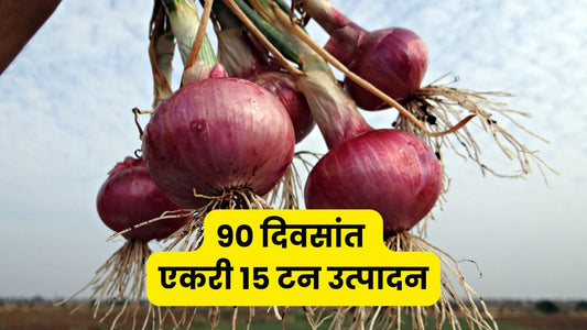खरीप (पावसाळी) कांदा लागवड: ९० दिवसांत एकरी १५ टन उत्पादनाचे संपूर्ण नियोजन