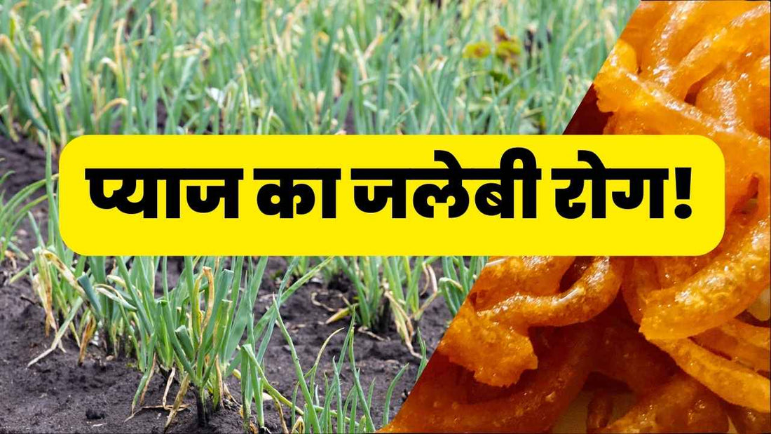onion twister disease