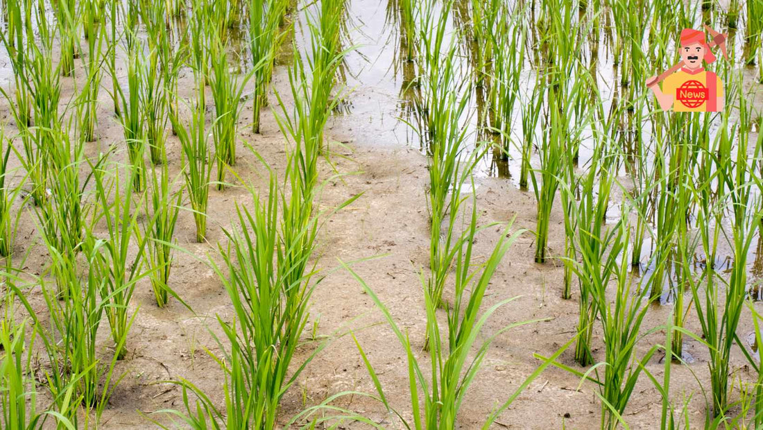 Indian Farmers Face Challenges as Rice Production Decline Looms