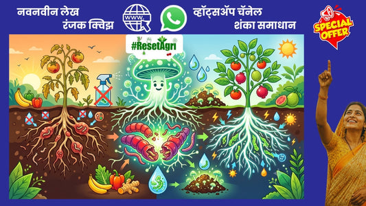 पिकांचा कर्करोग: 'सूत्रकृमी' आणि त्यांची वसाहत नष्ट करणारी संजीवनी 'पिसिलोमायसिस'