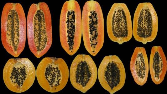 papaya varieties