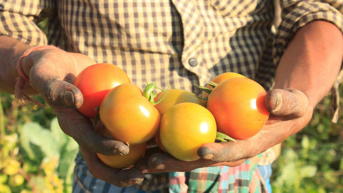 tomato diseases