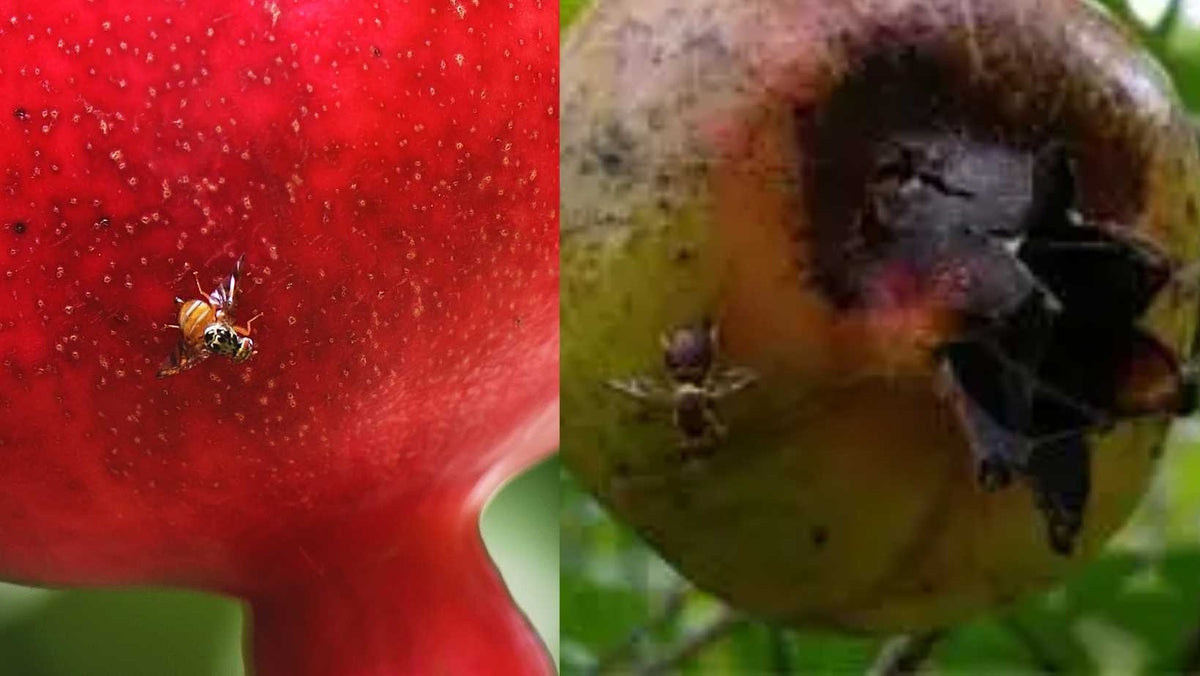 Guarding Your Pomegranate Orchards: Battling the Mediterranean Fruit F ...