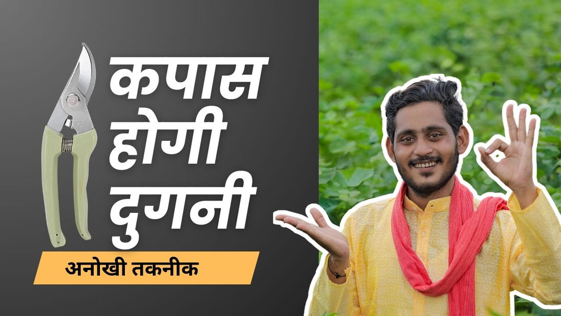 सिकेटर अपनाओ: कपास का मुनाफा बढ़ाओ!