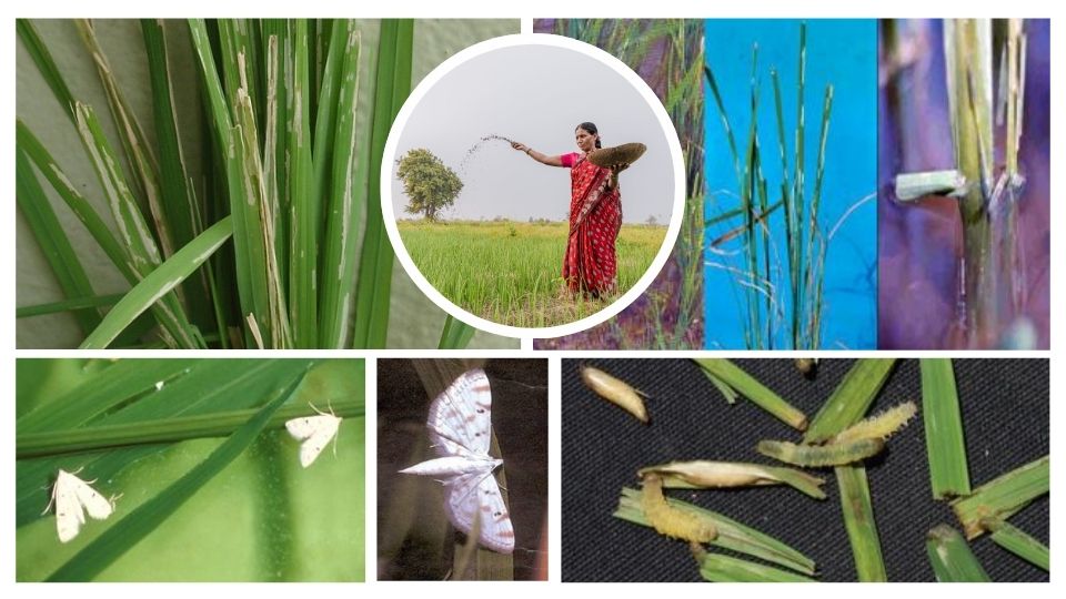 Rice pest: Rice Caseworm control