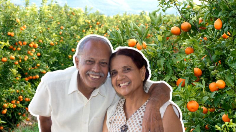 Nurturing Citrus Plants for a Bountiful Harvest in India