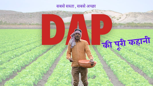 Unlocking Crop Potential: DAP – A Farmer's Essential Guide