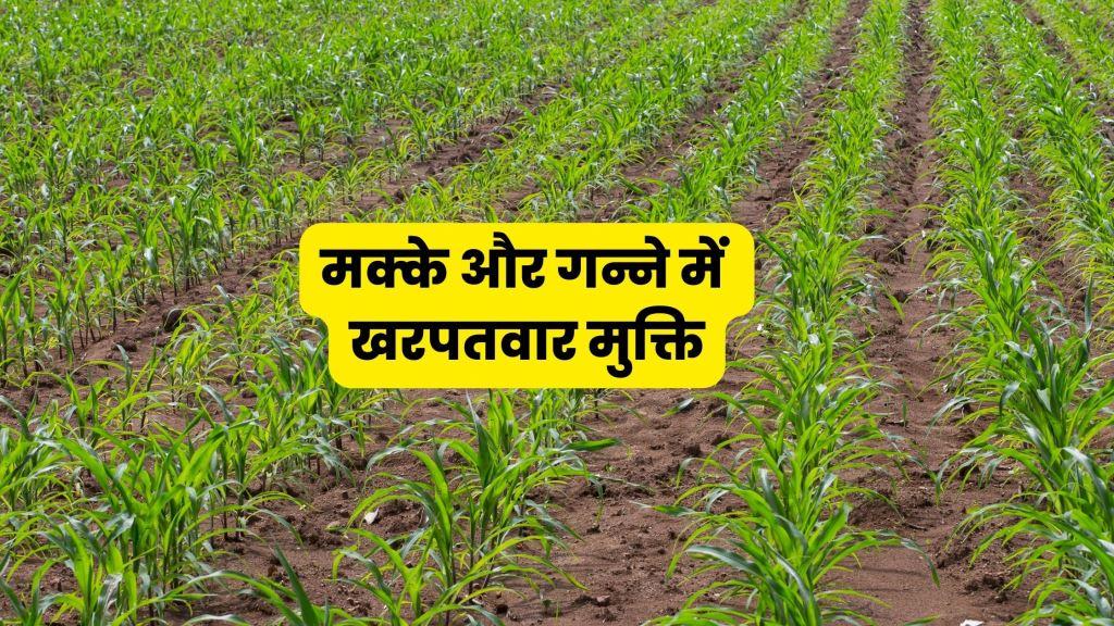 weed managment in cron and sugarcane मक्के और गन्ने में खरपतवारमुक्ति Trianthema spp. Digitaria sanguinalis Dactyloctenium aegyptium Amaranthus viridis Echinochloa colona Cyperus rotundus