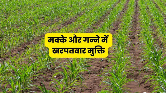 weed managment in cron and sugarcane मक्के और गन्ने में खरपतवारमुक्ति Trianthema spp. Digitaria sanguinalis Dactyloctenium aegyptium Amaranthus viridis Echinochloa colona Cyperus rotundus