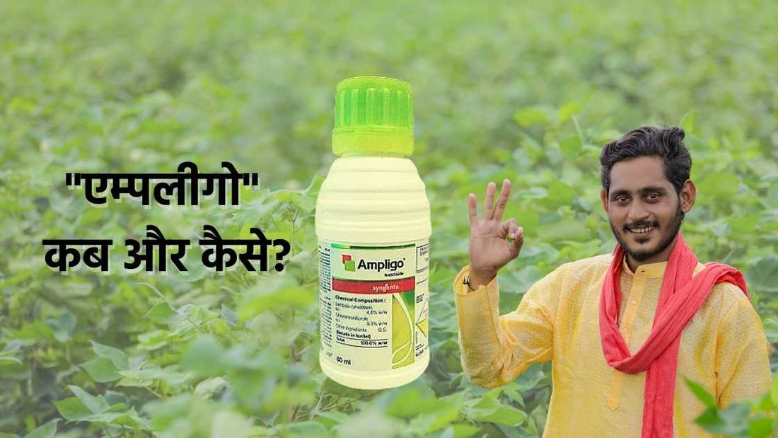 क्या आपको एम्पलीगो के छीडकाव का फायदा हुआ?