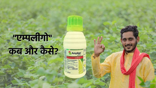 क्या आपको एम्पलीगो के छीडकाव का फायदा हुआ?