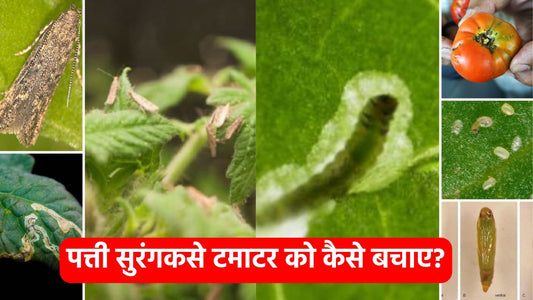 How to prevent tomato leaf miner?