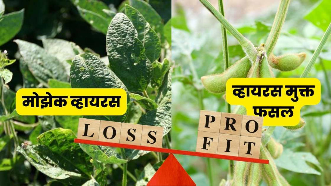 कही सोयबीन मोझेक व्हायरस आपकी जेब खाली ना कर दे!