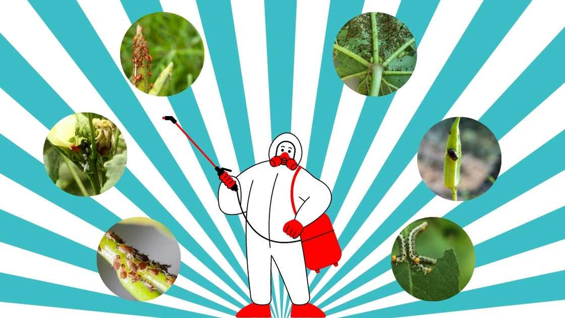 भिंडीमे इस्तेमाल होनेवाले किटनाशक