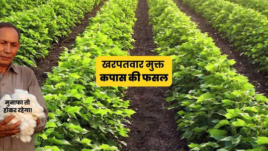 Herbicides recommended for use in cotton crop. कपास मे इस्तेमाल के लिए खरपतवार नाशक। कंपसात वापरायची तणनाशके