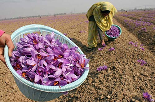 Growing Profitable Saffron in India