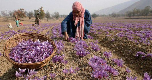 Saffron cultivation
