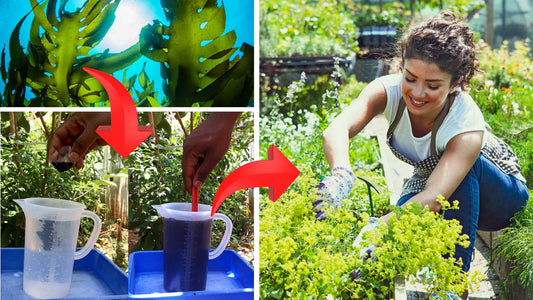 OrganicDews Liquid Seaweed Concentrate: Your Garden's Secret Weapon