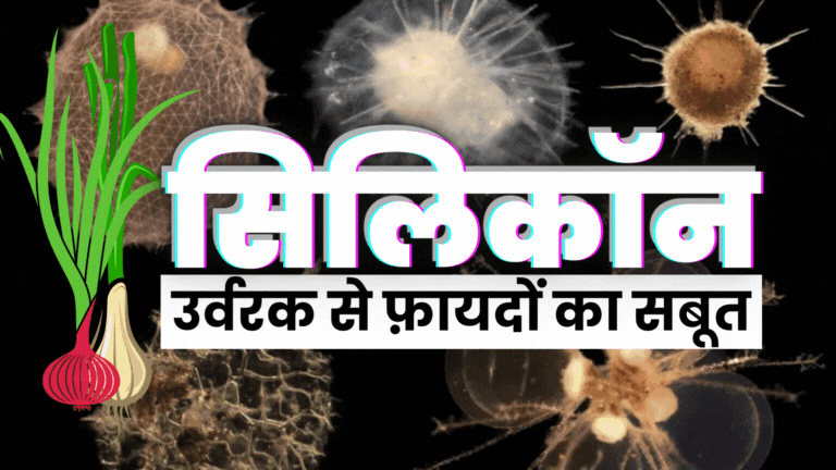 फसल पर सिलिकॉन उर्वरक के फायदे.  सिलिकॉन का उपयोग. 