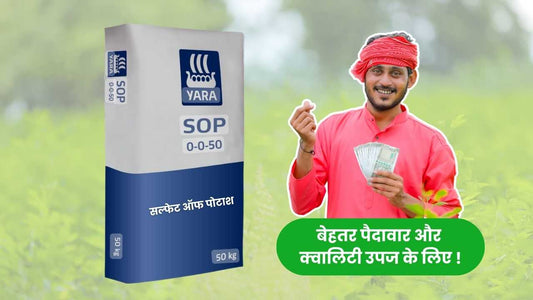 sulphate of potash