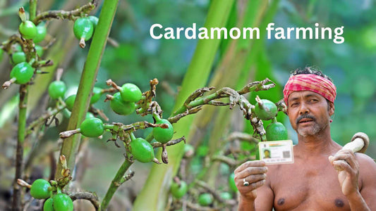 high-value crop Cardamom