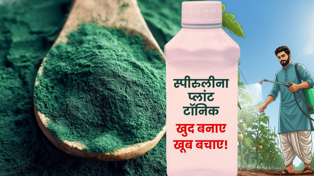 Growing Super Fertilizers at Your Own Farm: A Guide to Spirulina Biostimulants