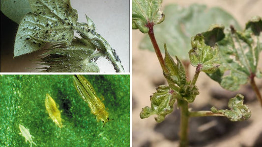 Which pesticide should be used for Thrips in Cotton - Lahudas Sapkal