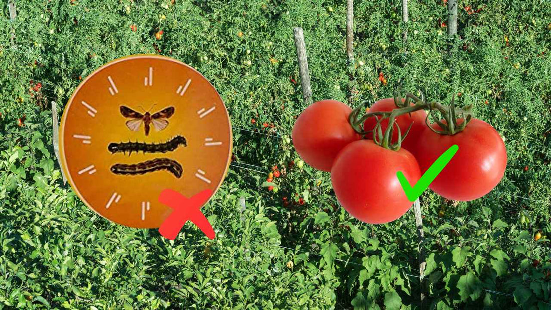 tomato pest management