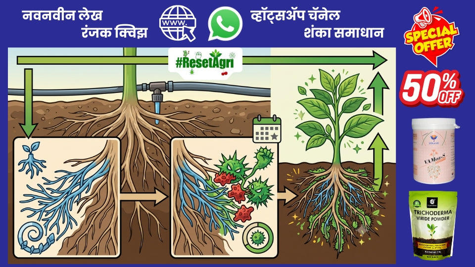 मायकोरायझा व ट्रायकोडर्मा एकत्र द्यावे की नाही?
