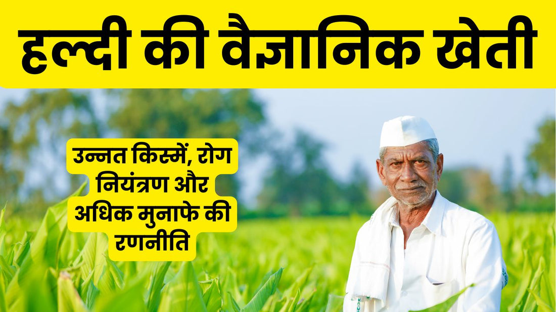 turmeric-farming-guide-in-hindi