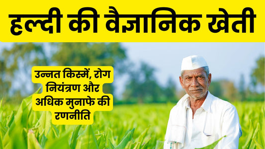 turmeric-farming-guide-in-hindi