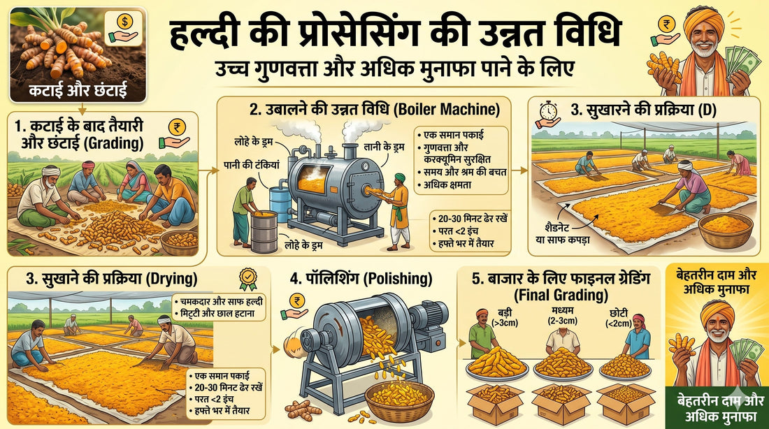 post harvest processing of turmeric