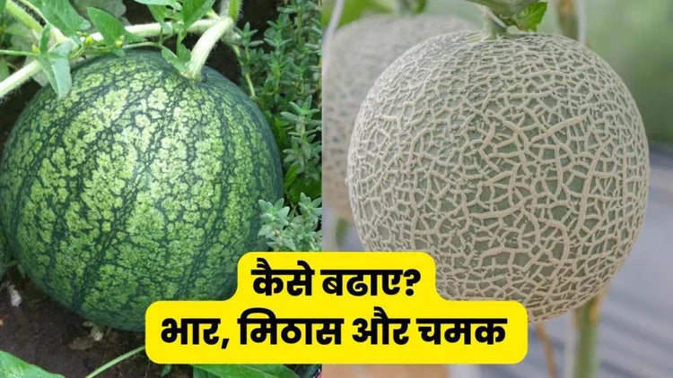 What are the best methods to enhance the size, flavor, and appearance of watermelons and muskmelons?