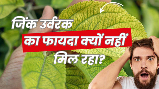 खाद डालकर भी ज़िंक की कमी! फसलों की बढ़ती समस्या और इसका हल!