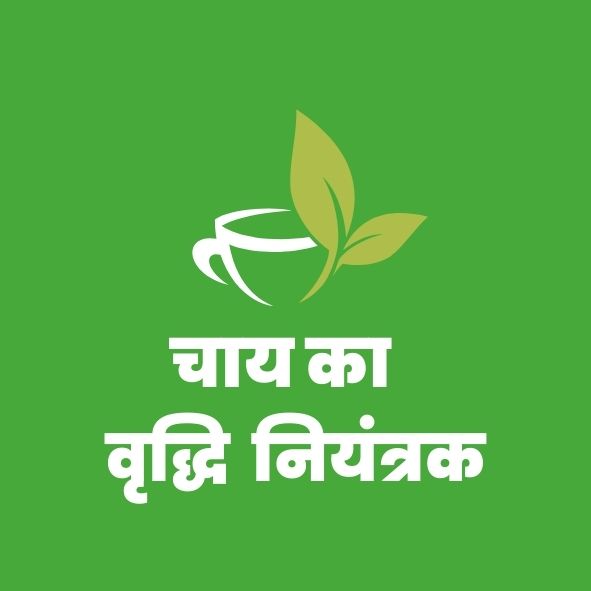 चायका वृद्धिनियंत्रक