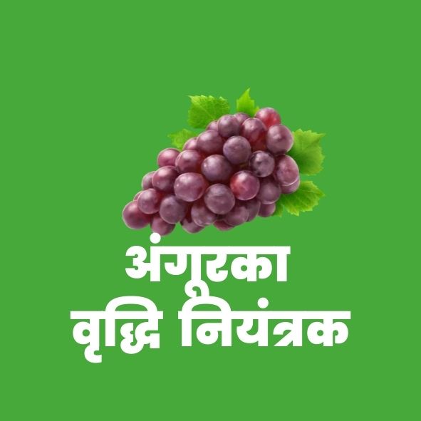 अंगूरका  वृद्धिनियंत्रक