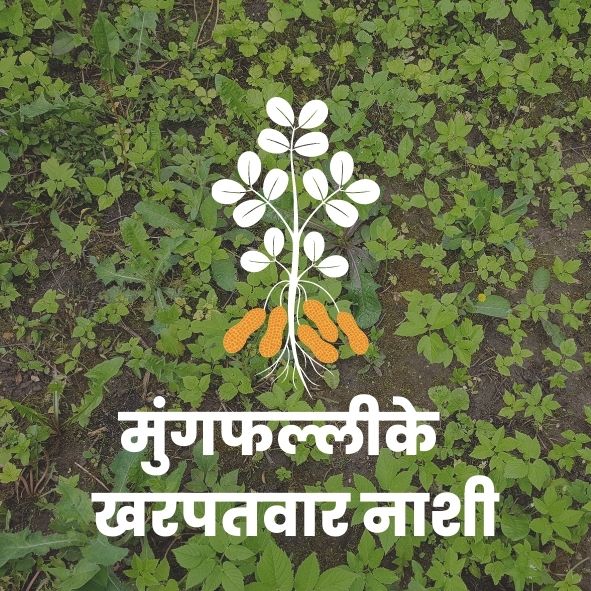 मुंगफल्लीके खरपतवारनाशी