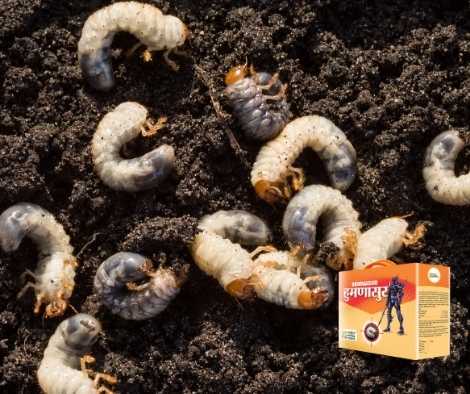 Humnasur is used to control white grub problem occuring in sugarcane, groundnut, garden lawns 
